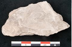 Foto (Detailansicht) von Dictyopteris brongniarti Gutb. (NHMW-GEO-2024-0188-10773)